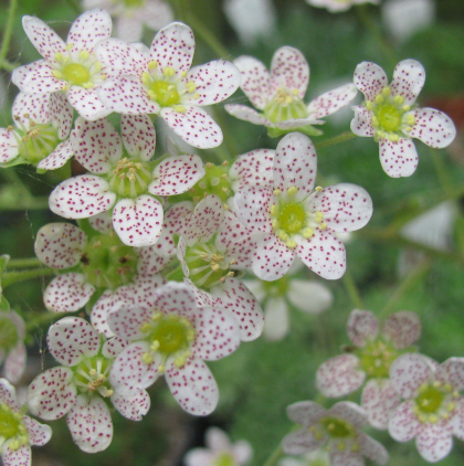 Saxifraga x gaudinii Canis-dalmatica